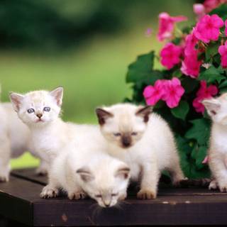 Cute animal desktop wallpaper