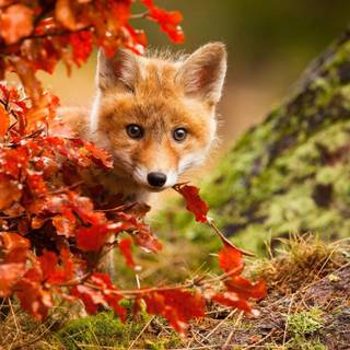 Cute animal desktop wallpaper