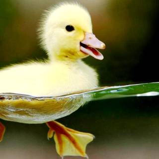 Cute animal desktop wallpaper