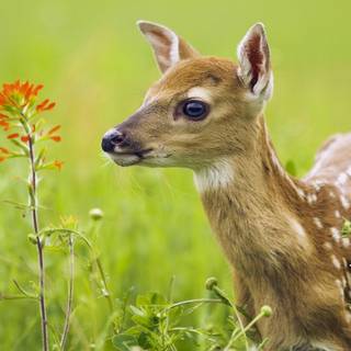 Cute animal desktop wallpaper