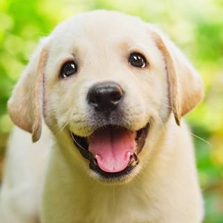 Cute animal desktop wallpaper