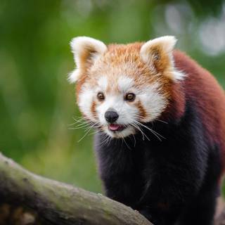 Cute animal desktop wallpaper