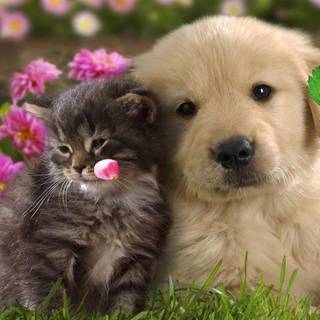 Cute animal desktop wallpaper