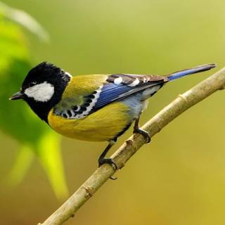 Cute animal desktop wallpaper