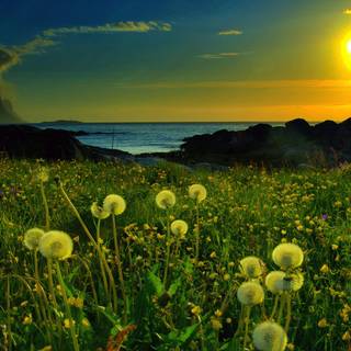 8k natural wallpaper