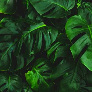 Monstera desktop wallpaper