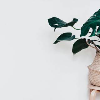 Monstera desktop wallpaper