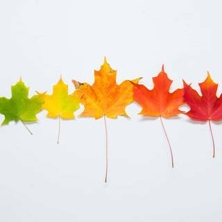 Simple fall desktop wallpaper