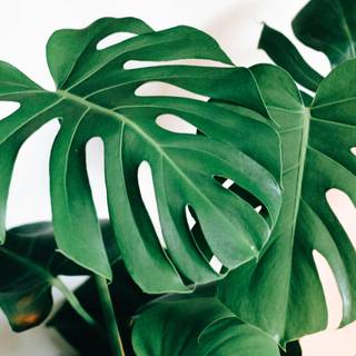 Monstera desktop wallpaper