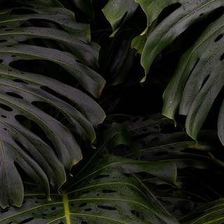 Monstera desktop wallpaper