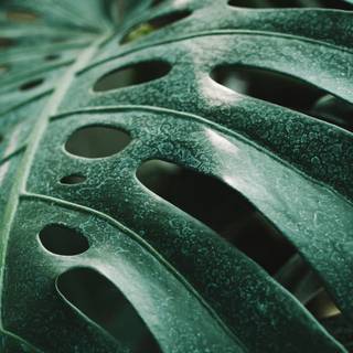 Monstera desktop wallpaper