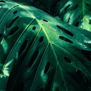 Monstera desktop wallpaper