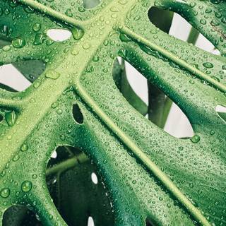 Monstera desktop wallpaper