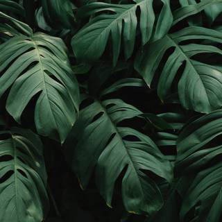 Monstera desktop wallpaper