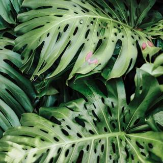 Monstera desktop wallpaper