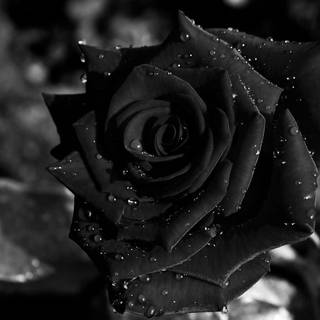 Black rose desktop wallpaper