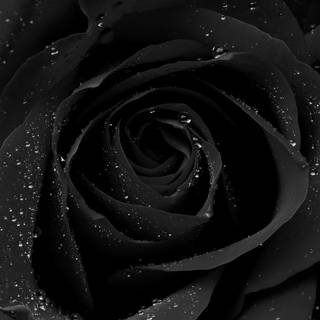Black rose desktop wallpaper