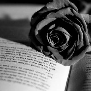 Black rose desktop wallpaper