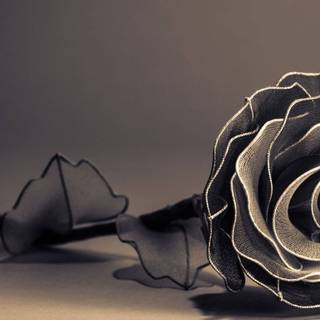 Black rose desktop wallpaper
