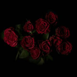 Black rose desktop wallpaper