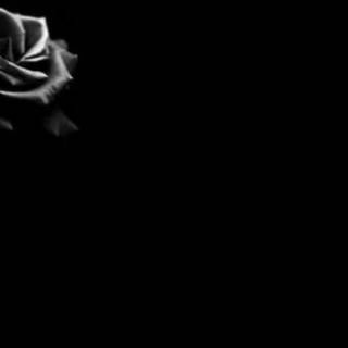 Black rose desktop wallpaper