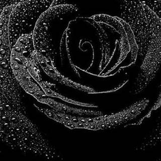 Black rose desktop wallpaper