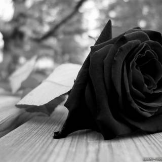 Black rose desktop wallpaper