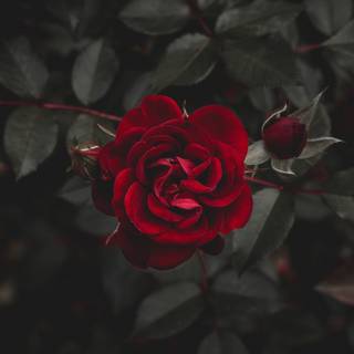 Black rose desktop wallpaper