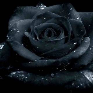 Black rose desktop wallpaper