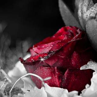 Black rose desktop wallpaper