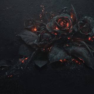 Black rose desktop wallpaper