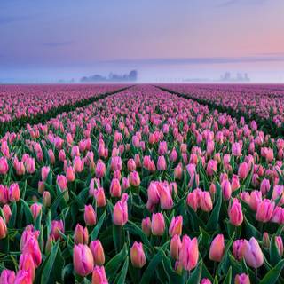 Flower field desktop wallpaper