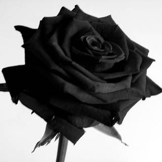 Black rose desktop wallpaper