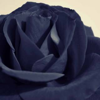 Black rose desktop wallpaper