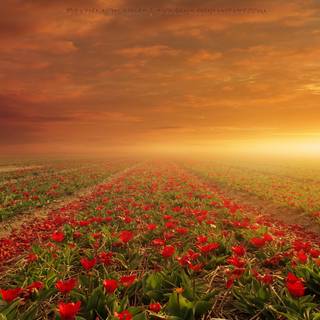 Flower field desktop wallpaper