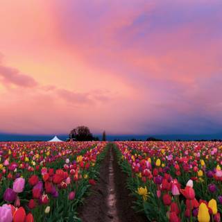 Flower field desktop wallpaper
