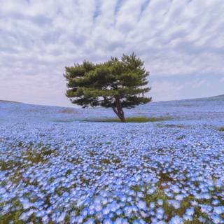Flower field desktop wallpaper