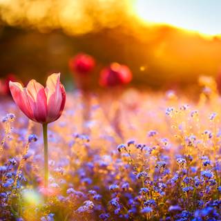 Flower field desktop wallpaper