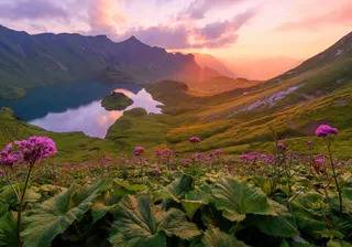 Flower field desktop wallpaper