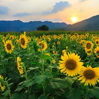 Flower field desktop wallpaper