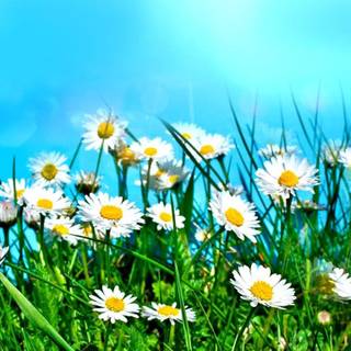 Flower field desktop wallpaper