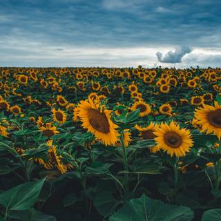 Flower field desktop wallpaper