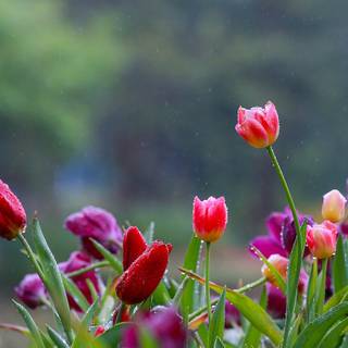 Flower field desktop wallpaper