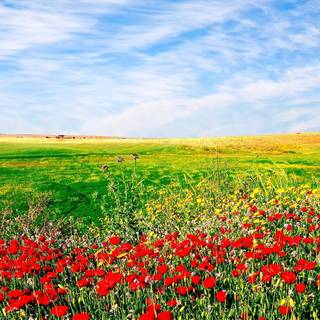 Flower field desktop wallpaper