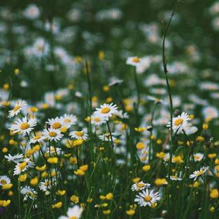 Flower field desktop wallpaper