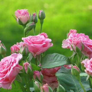 Flower field desktop wallpaper