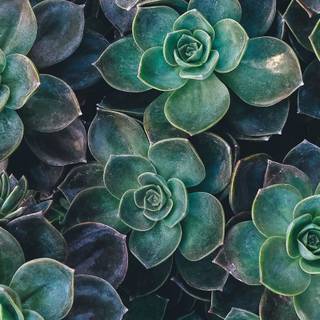 Boho aesthetic desktop wallpaper