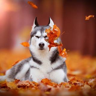 Husky desktop wallpaper