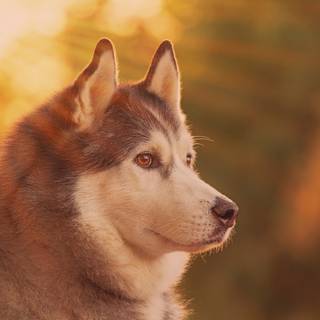 Husky desktop wallpaper