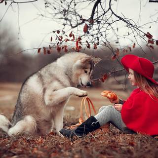 Husky desktop wallpaper